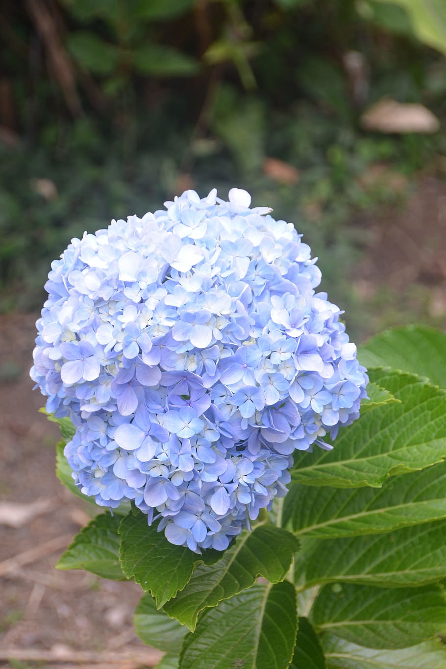 nature, flora, leaf, flower, garden, hydrangea, flowering plant HD wallpaper