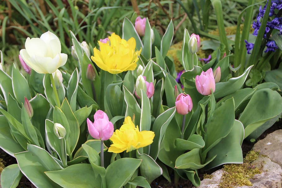 tulips, spring, spring-flowering, tulip spring, flowering plant HD wallpaper