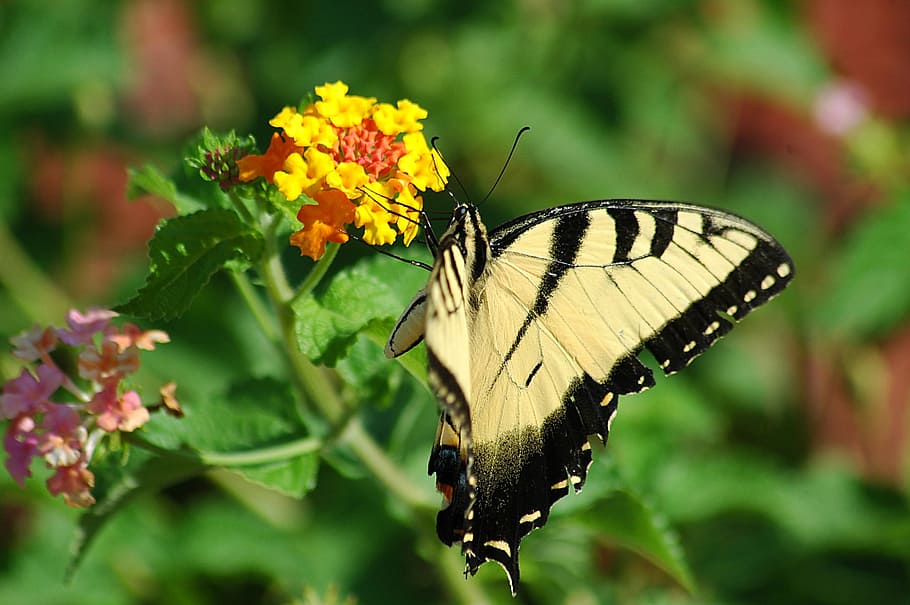 tiger swallowtail, butterfly, insect, papilio, black, yellow, HD wallpaper
