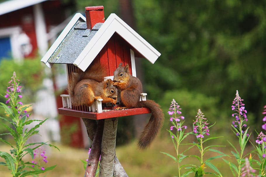 two squirrel perching on cage, sweden, nature, animal themes, HD wallpaper