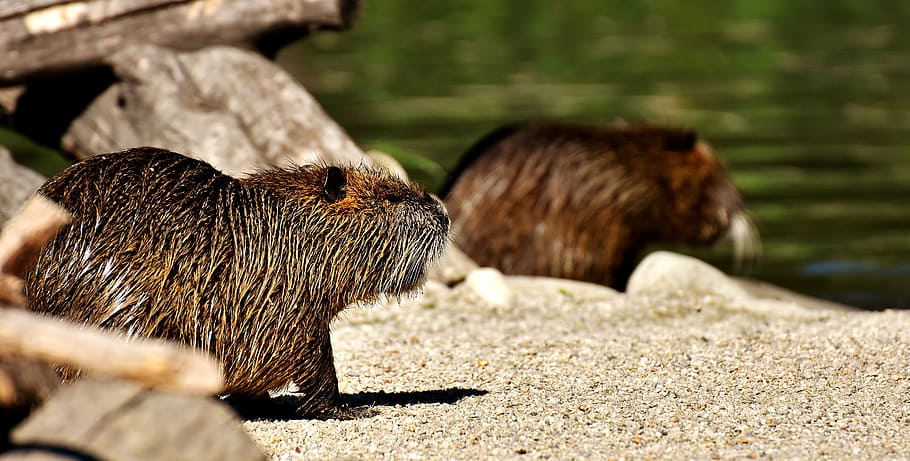 nutria, water rat, splashing, animal world, nature, fur, rodent HD wallpaper