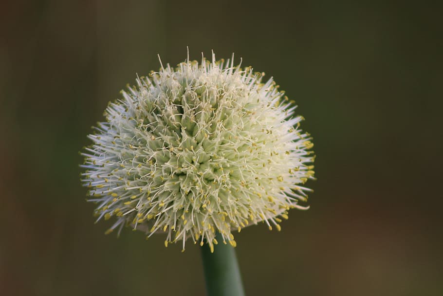 plant, spring, summer, blooming, flora, nature, flower, flowering plant HD wallpaper