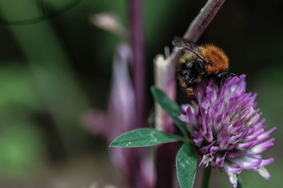 Bumblebee, Flower, Insect, Nature, summer, macro, one animal HD wallpaper