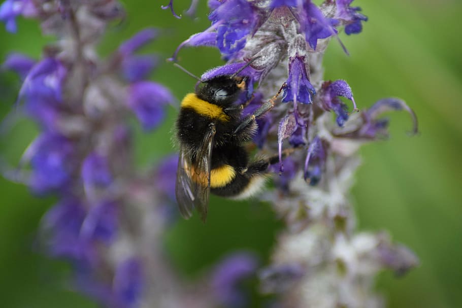 bumble bee, bombus, insect, pollen, flower, black, yellow, macro HD wallpaper