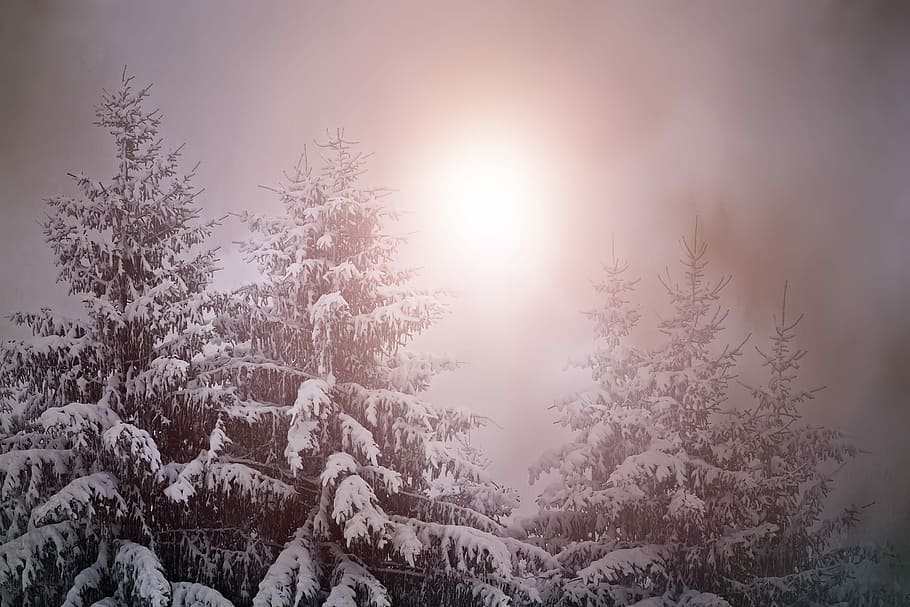pine trees covered of snow, wintry, weather mood, light, lighting HD wallpaper