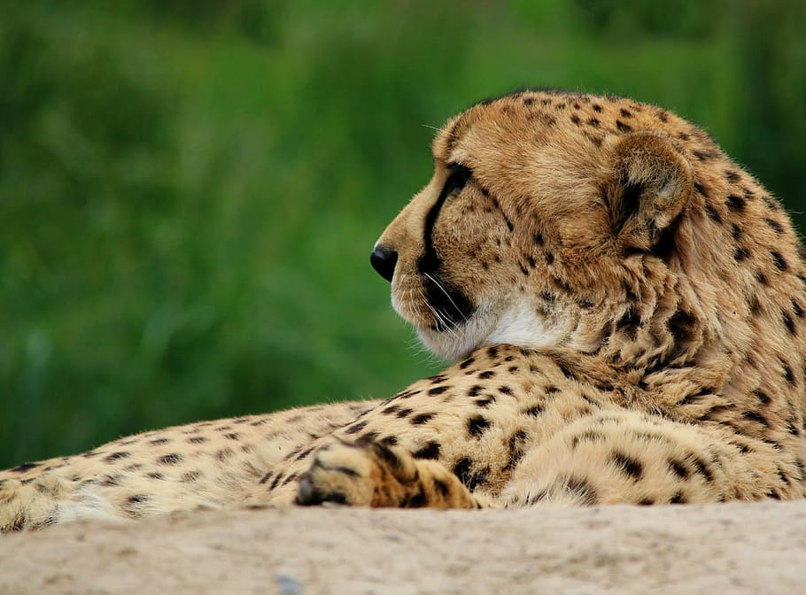 cheetah, cat, animal, wildlife, nature, predator, mammal, africa, HD wallpaper