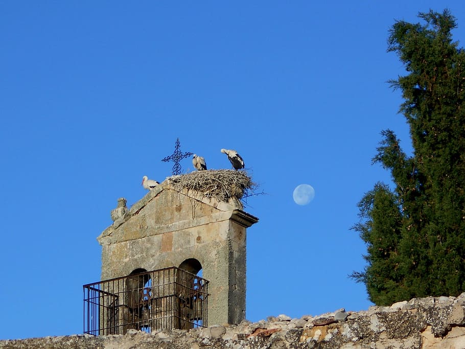 stork, chick, moon, bell tower, animals, ave, bird, nest, sky HD wallpaper