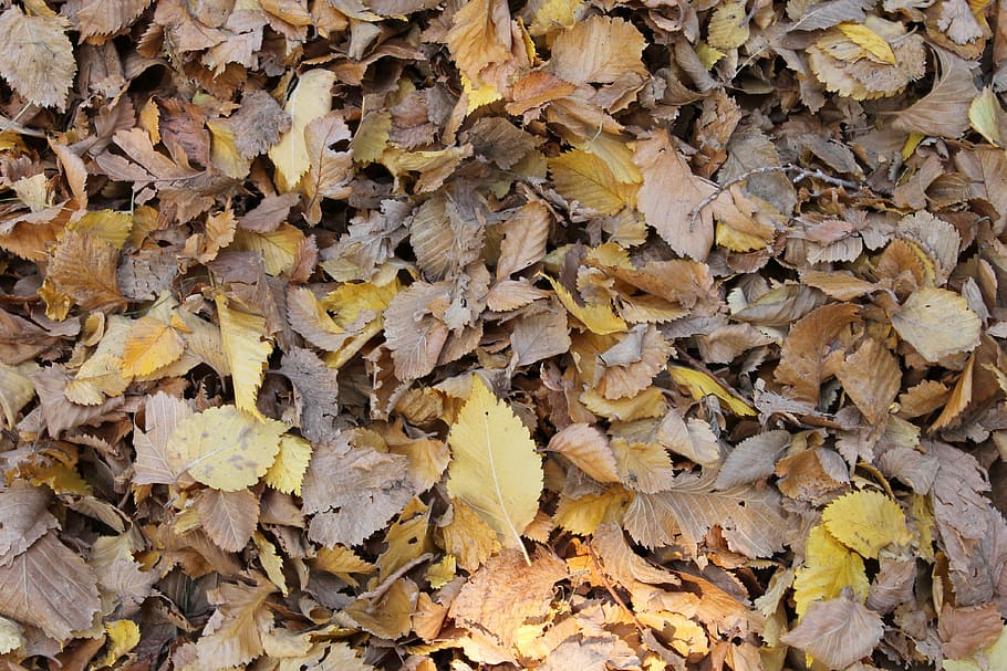 leaves, background, fall, fall background, autumn, leaf, season HD wallpaper