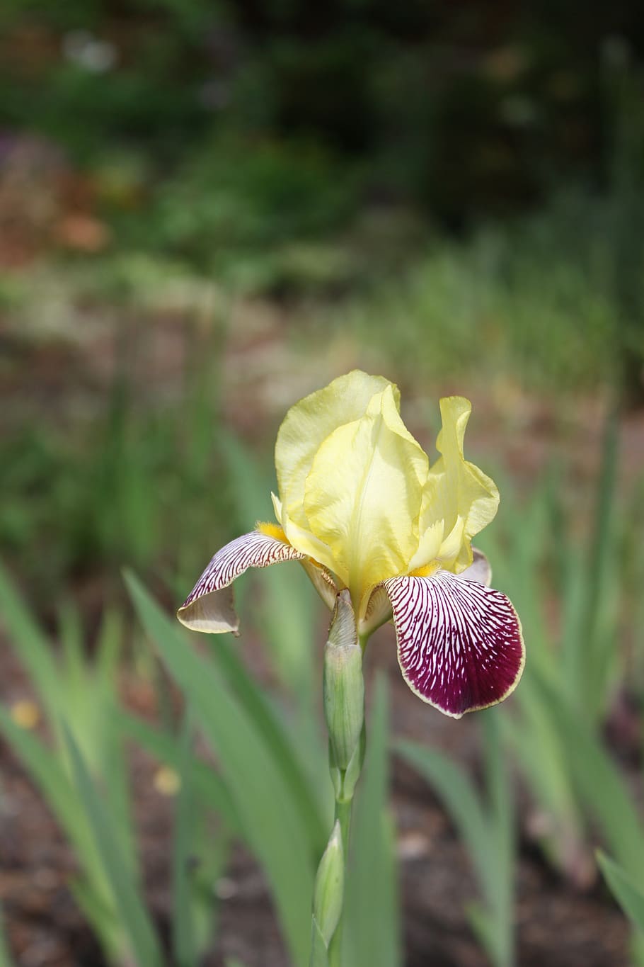 flowers, iris, garden, bloom, plant, flowering plant, growth HD wallpaper