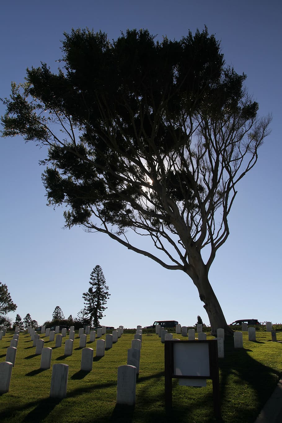 california, san diego, military, cemetery, tree, sun, landmark, HD wallpaper