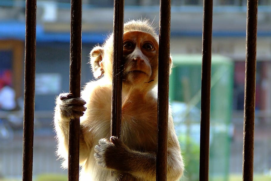 Monkey, Bars, Sunlight, Caged, encaged, hands, ape, mammal HD wallpaper