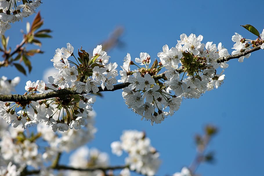 cherry blossom, bloom, flowers, fruit tree, spring, garden HD wallpaper