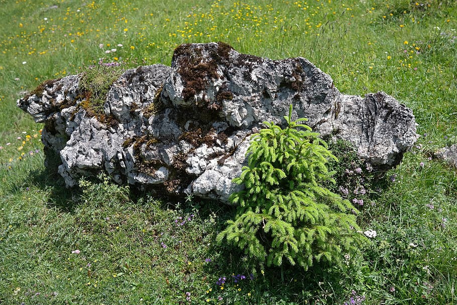 stone, limestone, rock, alpine, landscape, idyll, tree, fir HD wallpaper