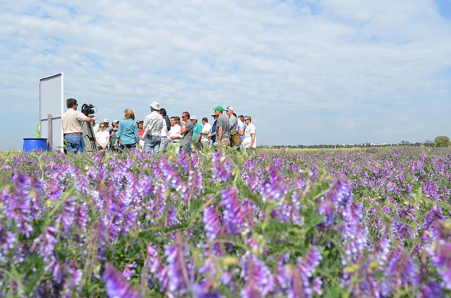 research, people, field, group of people, flower, flowering plant HD wallpaper