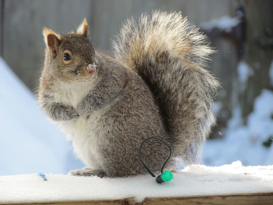 squirrel, grey, gray, animal, fur, wildlife, fluffy, cute, snow HD wallpaper
