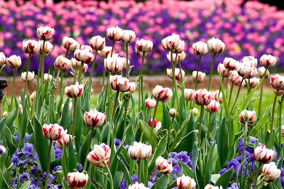 tulips, flower discounts, spring, nature, plant, springtime HD wallpaper