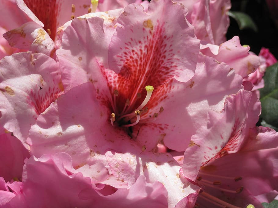 azalea, flower, pink, flowering plant, beauty in nature, pink color HD wallpaper