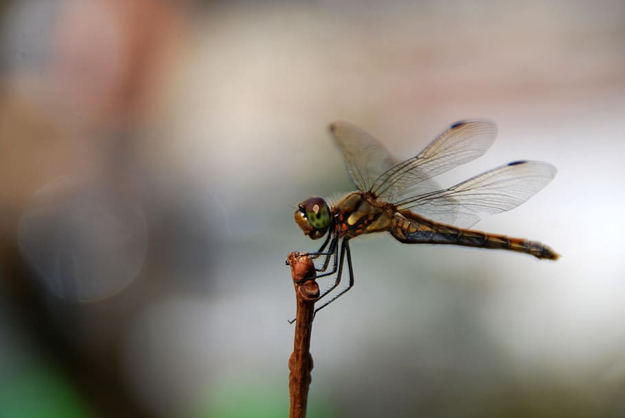 dragonfly, insect, bug, nature, animal, wildlife, wing, summer HD wallpaper