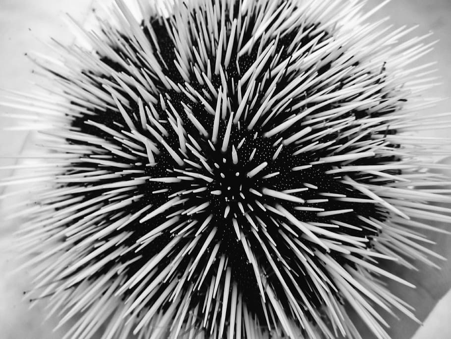 sea urchin, animal, marine, ocean, macro, closeup, black and white, HD wallpaper