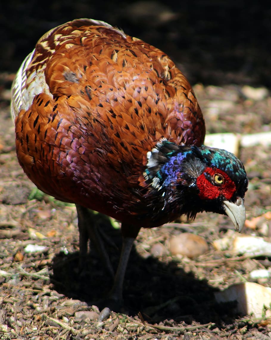 bird, pheasant, animal, animal themes, one animal, vertebrate HD wallpaper