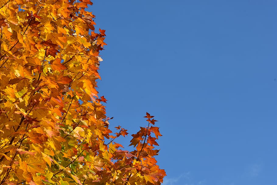 clone, tree, autumn, yellow, seasons of the year, nature, foliage HD wallpaper