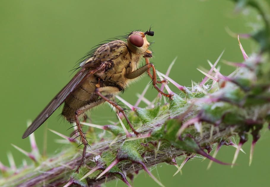 brown robberfly on green cactus, insect, nature, macro, close HD wallpaper