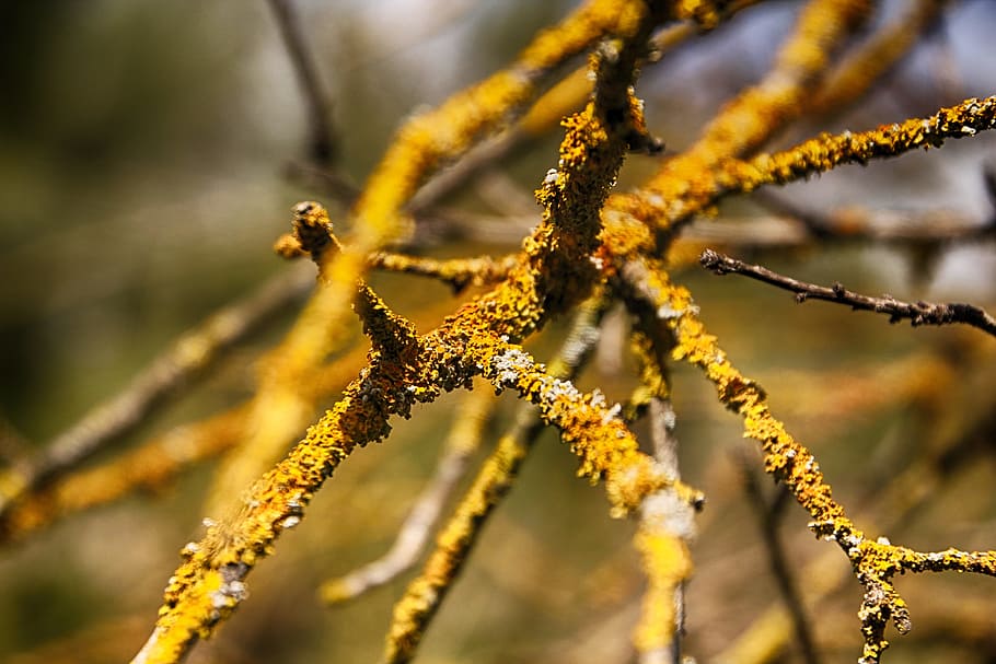 Old, Tree, Yellow, Natural, Nature, old tree, sun, foliage HD wallpaper