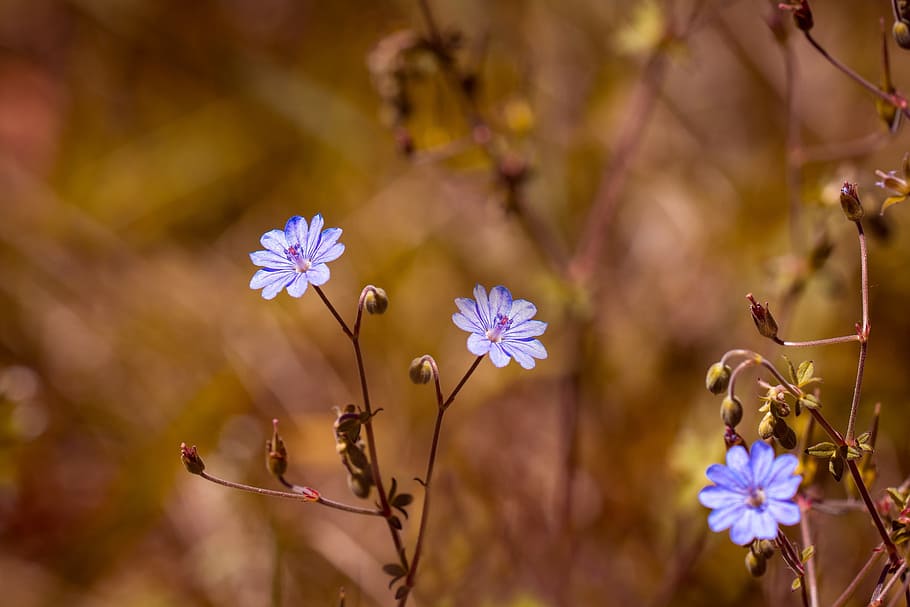 close-up photo of blue flowers, pyrénées-storchschnabel, geranium pyrenaicum, HD wallpaper