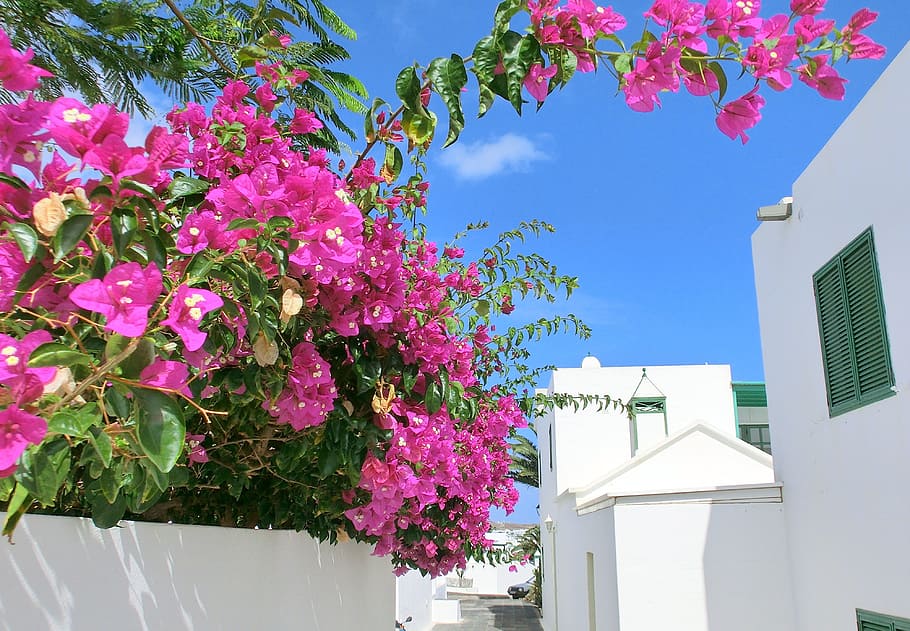 lanzarote, flowers, sky, architecture, plant, flowering plant, HD wallpaper