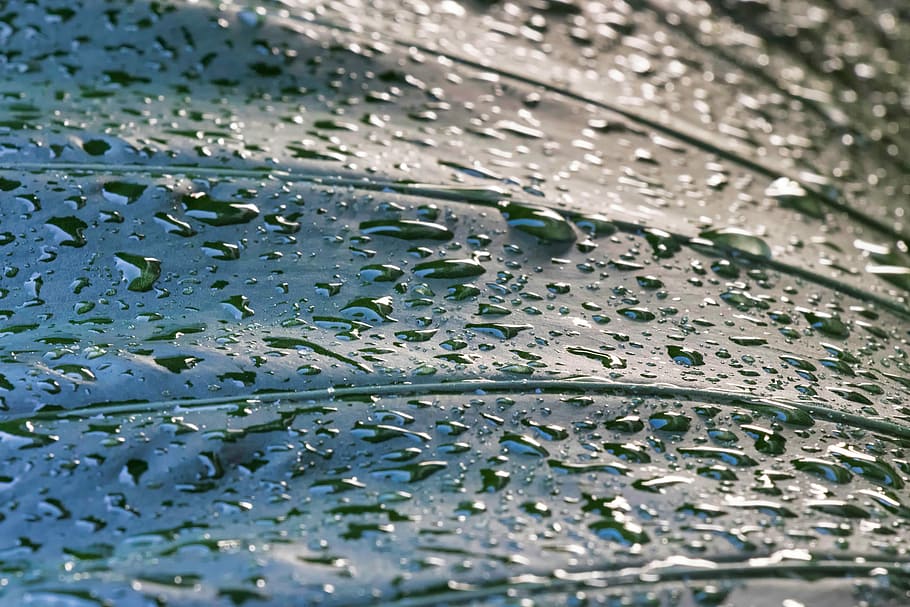 dew, drops, droplets, rain, nature, water, leaves, wet, leaf HD wallpaper
