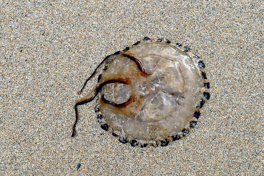 Beach, Jellyfish, Sea, Sand, Nature, ocean, life, water, beached, HD wallpaper