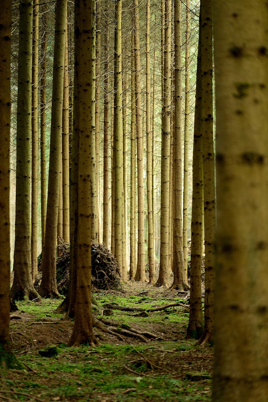 forest, tree trunks, mood, land, plant, woodland, nature, no people HD wallpaper