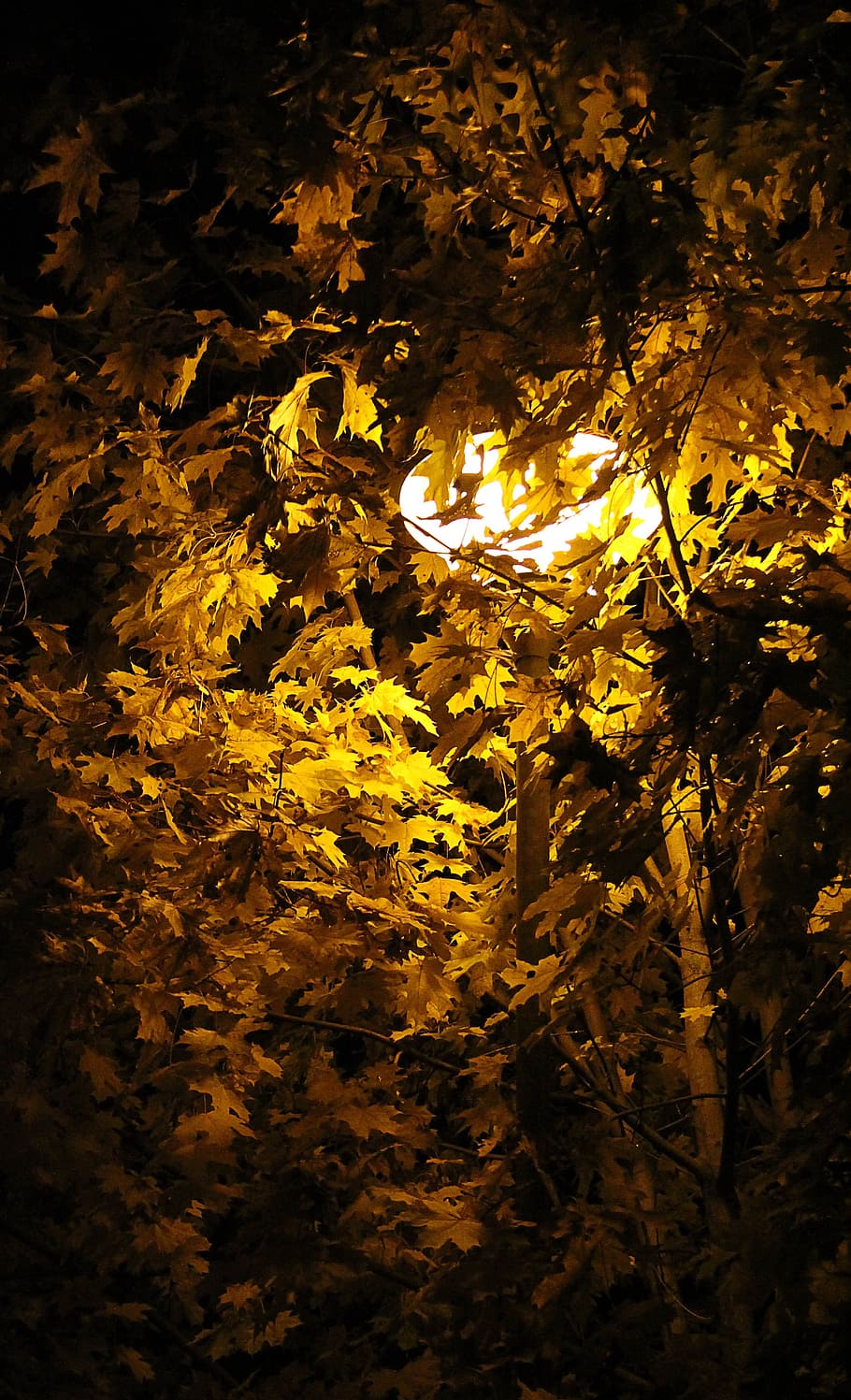 Leaves, Autumn, Fall, Nature, october, yellow, maple, foliage HD wallpaper