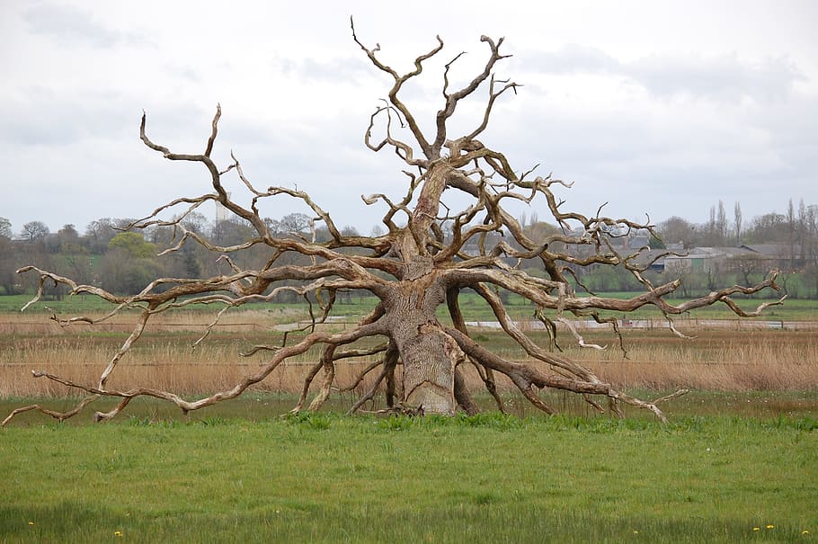 photo of withered tree at daytime, Death, Swamp, Lightning HD wallpaper