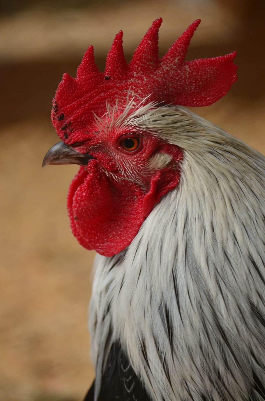 close up photo of yellow and black rooster, Hahn, Gockel, Poultry HD wallpaper