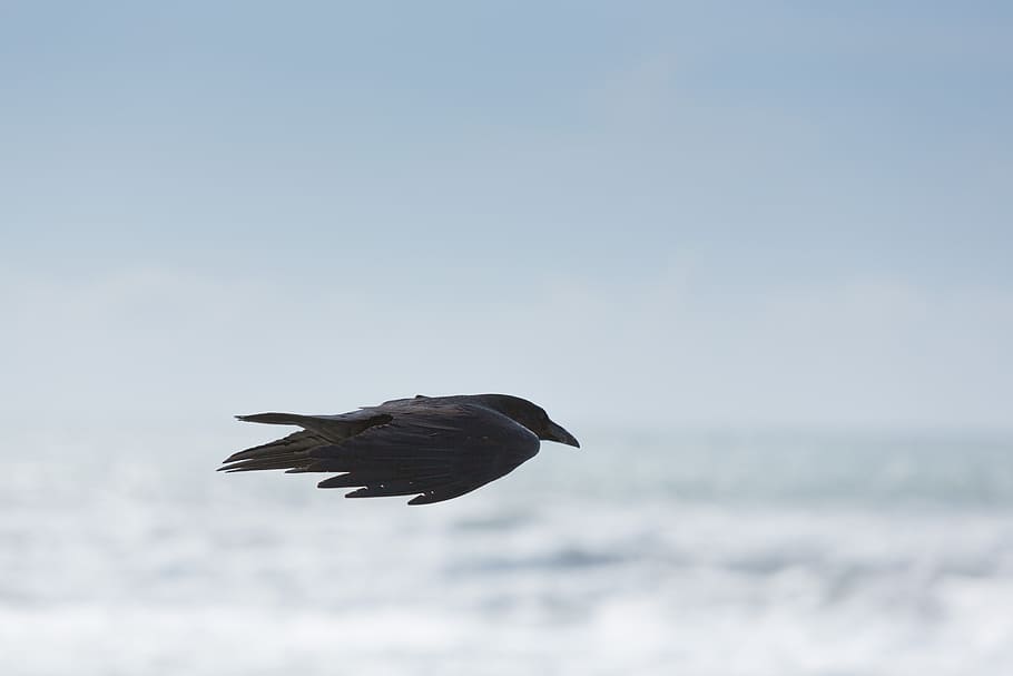 selective focus photography of black bird flying in mid air, selective focus photography of flying crow HD wallpaper