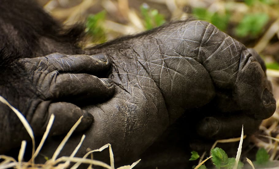 gorilla, foot, hand, monkey, animal, furry, omnivore, wildlife photography HD wallpaper