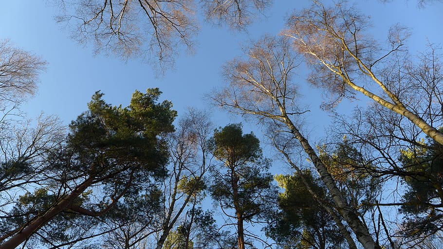 Forest, Tree, Crown, Nature, sky, winter, no people, day, low angle view HD wallpaper