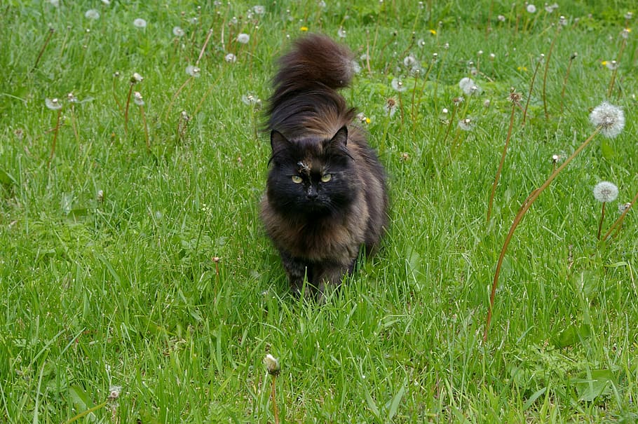 cat, long-haired, dandelions, tail, mammal, animal themes, one animal HD wallpaper