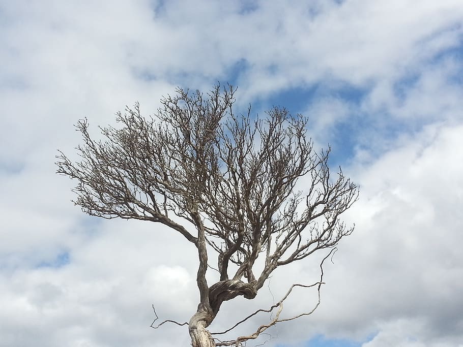 tree, thyme, clouds, nature, winter, sky, cloud - sky, bare tree HD wallpaper