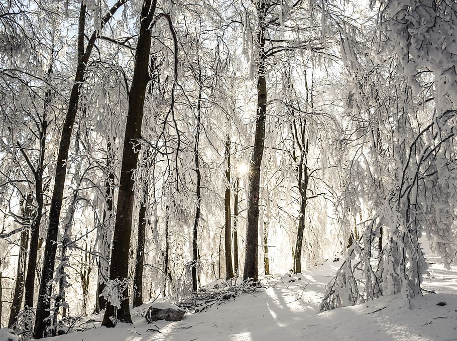 winter, trees, sunrays, sunset, hike, morning, snow, landscape HD wallpaper