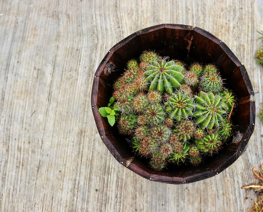 green cacti in brown pot, cactus plants, potted plant, wood - material HD wallpaper