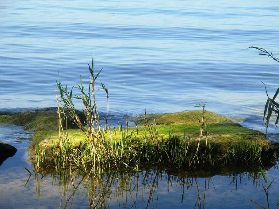 Moss, Lake, Water, Blue, Blue, Stone, large, green, bank, reflection HD wallpaper