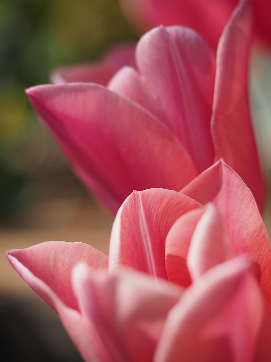 tulips, spring, flower, pink, petals, nature, garden, flowering HD wallpaper
