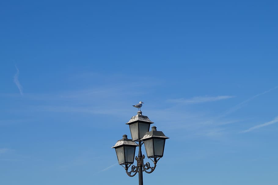 Gull, Bird, Lantern, blue, low angle view, outdoors, day, sky HD wallpaper