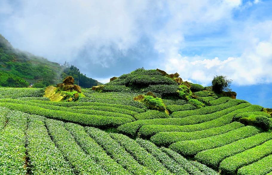 green leafed tree under blue sky, tea, hillside, tea garden HD wallpaper