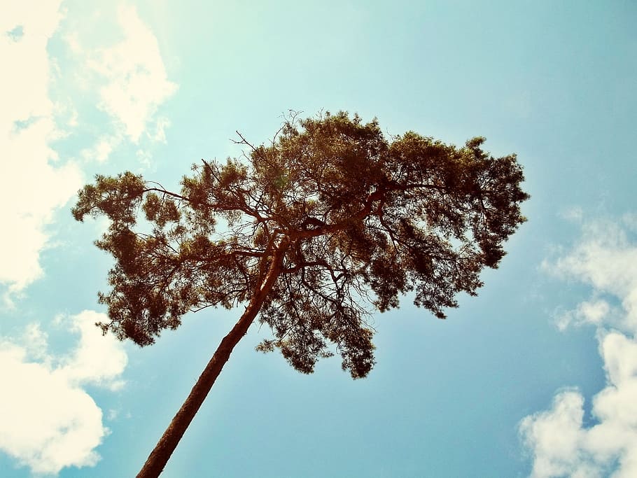 brown and green tree under blue sky during daytime, pine, nature HD wallpaper