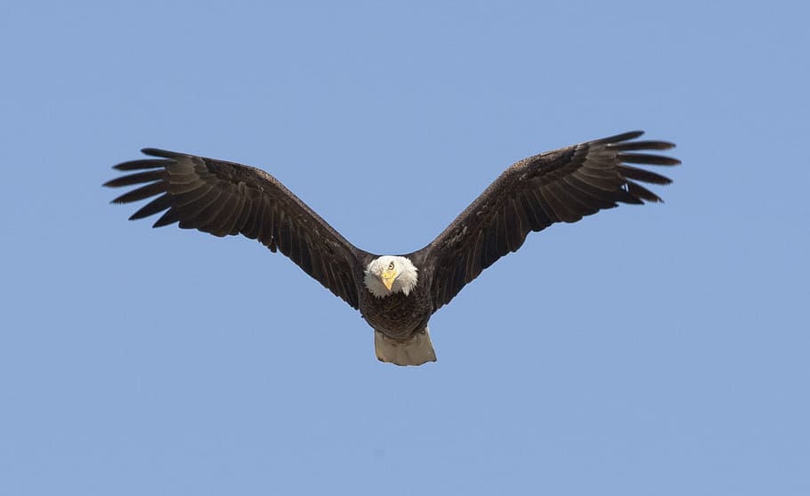 eagle flying on blue sky, soaring, bird, raptor, flight, wild HD wallpaper