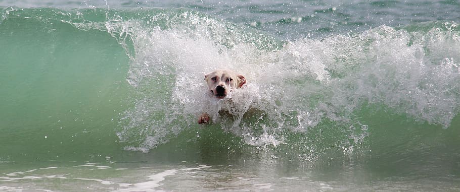 medium short-coated white dog plays on waves during daytime HD wallpaper