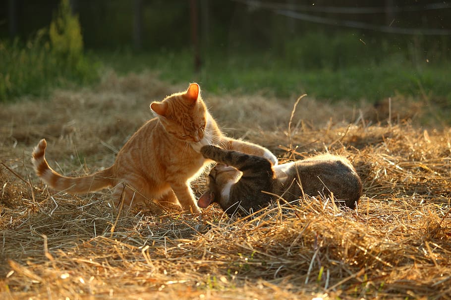 orange and brown tabby cats playing on brown hay, mieze, kitten HD wallpaper